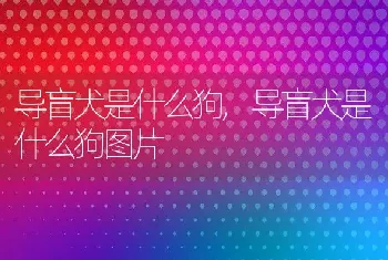 导盲犬是什么狗，导盲犬是什么狗图片