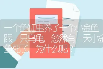 一个鱼缸里养了一个小金鱼跟一只乌龟,忽然有一天小金鱼死了,为什么呢？