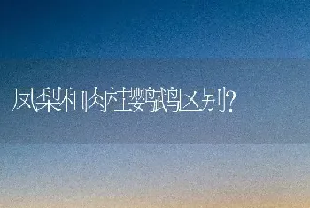 一岁的博美智商几岁？