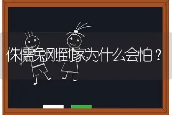 侏儒兔刚到家为什么会怕？