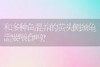 和多种鱼混养的黄头侧颈龟需要喂食吗？