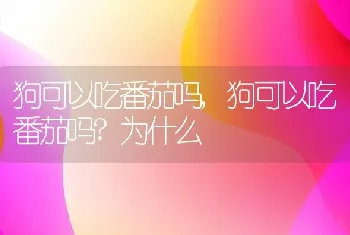 狗可以吃番茄吗，狗可以吃番茄吗？为什么