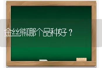 金丝熊哪个品种好？