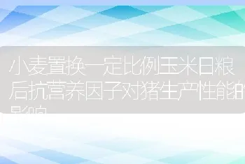 小麦置换一定比例玉米日粮后抗营养因子对猪生产性能的影响