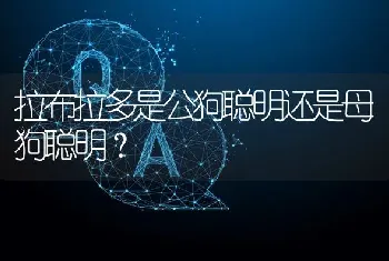 拉布拉多是公狗聪明还是母狗聪明？