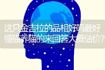 这只金吉拉的品相好吗最好懂猫养猫的来回答大概估价？