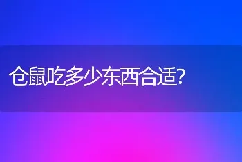 仓鼠吃多少东西合适？