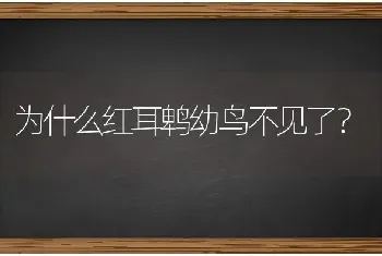 为什么红耳鹎幼鸟不见了？