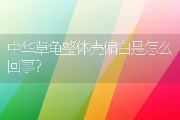 中华草龟整体壳偏白是怎么回事？