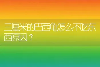 三厘米的巴西龟怎么不吃东西原因？