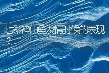 七彩神仙鱼发情时候的表现？