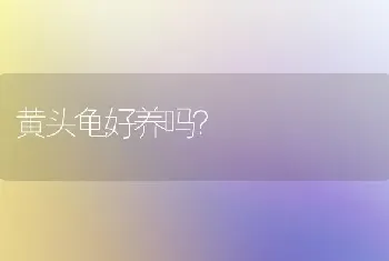 黄头龟好养吗？