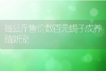 每公斤售价数百元蝎子成养殖新宠