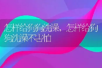 怎样给狗狗洗澡，怎样给狗狗洗澡不害怕