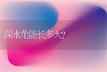 深水龟能长多大？