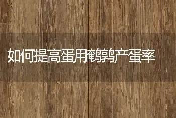 如何提高蛋用鹌鹑产蛋率