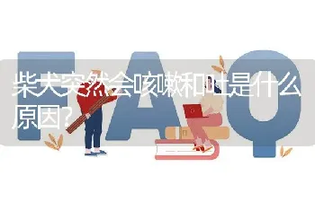 柴犬突然会咳嗽和吐是什么原因？