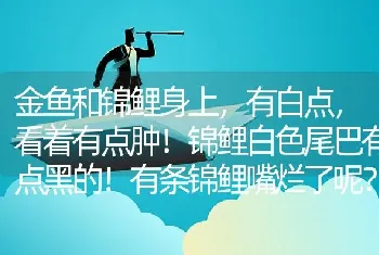 金鱼和锦鲤身上，有白点，看着有点肿！锦鲤白色尾巴有点黑的！有条锦鲤嘴烂了呢？