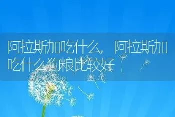 阿拉斯加吃什么，阿拉斯加吃什么狗粮比较好