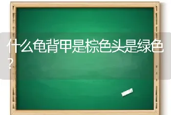 汤恩贝狗粮什么档次？