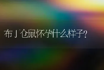 布丁仓鼠怀孕什么样子？