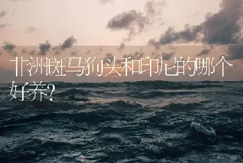 非洲斑马狗头和印尼的哪个好养？