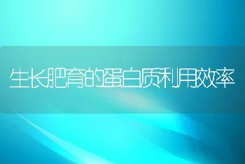 生长肥育的蛋白质利用效率