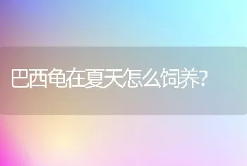 巴西龟在夏天怎么饲养？