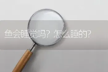 鱼会睡觉吗？怎么睡的？