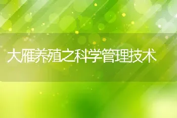 大雁养殖之科学管理技术