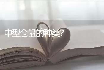 中型仓鼠的种类？