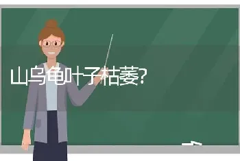 山乌龟叶子枯萎？