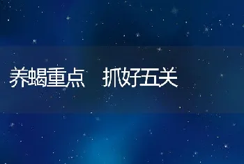 养蝎重点 抓好五关