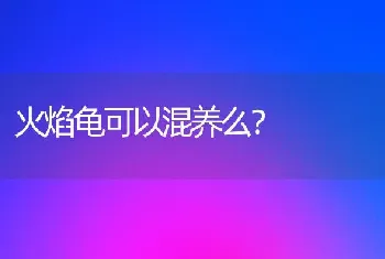 火焰龟可以混养么？