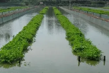 夏季高温季节泥鳅养殖管理要点