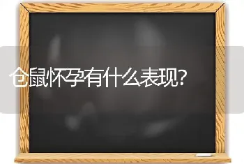 仓鼠怀孕有什么表现？