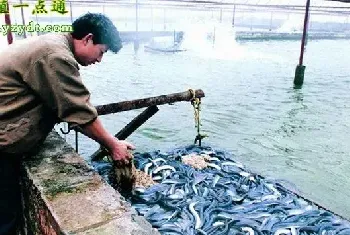 鳗鱼饲料的配制和投喂技术，国内鳗鱼消费市场持续扩大