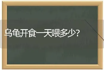 乌龟开食一天喂多少？