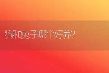 狗和兔子哪个好养？