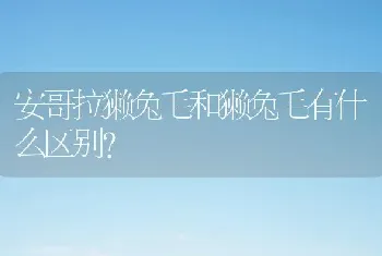 安哥拉獭兔毛和獭兔毛有什么区别？