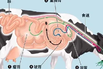 牛反刍的过程