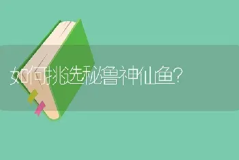 如何挑选秘鲁神仙鱼？