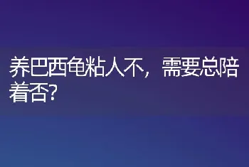 养巴西龟粘人不，需要总陪着否？