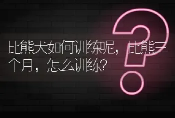 比熊犬如何训练呢，比熊三个月，怎么训练？