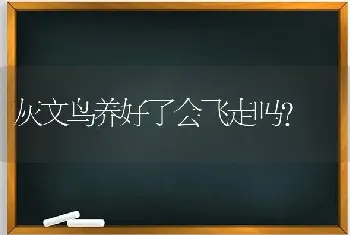 灰文鸟养好了会飞走吗？