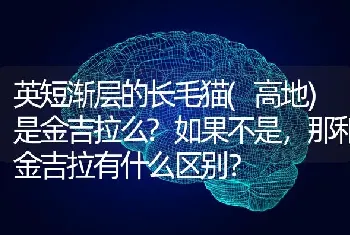 英短渐层的长毛猫(高地)是金吉拉么?如果不是，那和金吉拉有什么区别？