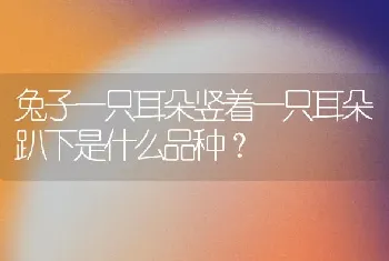 兔子一只耳朵竖着一只耳朵趴下是什么品种？