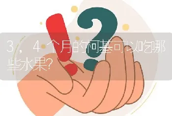 3,4个月的柯基可以吃哪些水果？