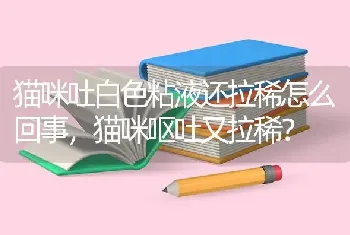 孟加拉豹猫的体型有多大？