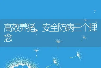 高效养猪、安全防病三个理念